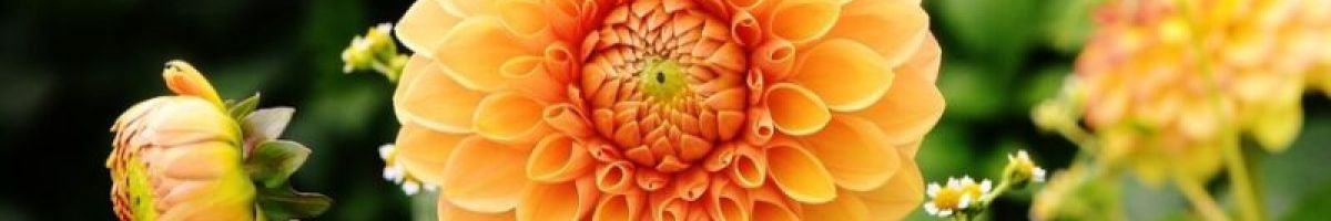 吉祥 秦
